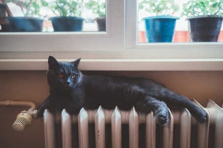 Cat on heater
