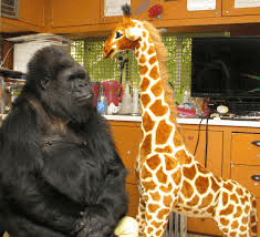 Gorilla and Giraffe